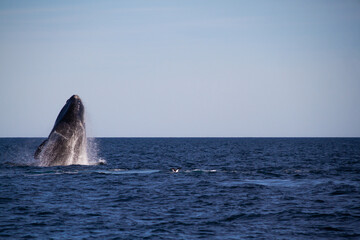 Fototapeta premium Whale jumping in Peninsula Valdes,Puerto Madryn, Patagonia, Arg