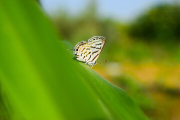 white small Asian butterfly on green plant leaf, animal insect close up, beautiful macro wildlife