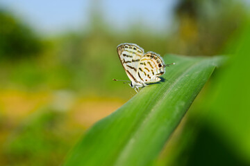 white small Asian butterfly on green plant leaf, animal insect close up, beautiful macro wildlife