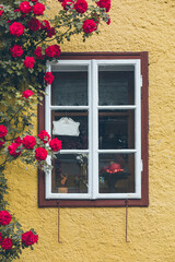 old window in house with yellow walls climbing red roses decoration