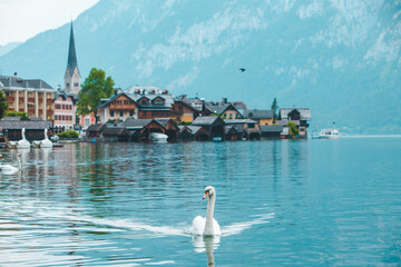 swans in lake hallstatt town on background