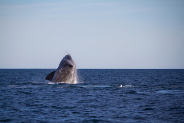 Fototapeta premium Whale jumping in Peninsula Valdes,Puerto Madryn, Patagonia, Arg