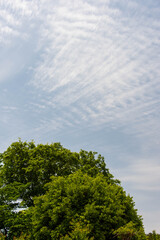 緑の林の上の美しい形の雲