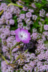 Obraz premium 紫の花畑の上で咲く一輪の花