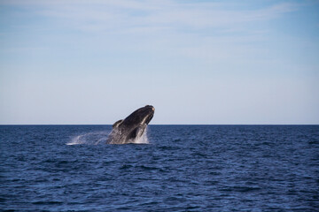 Whale jumping in Peninsula Valdes,Puerto Madryn, Patagonia, Arg