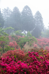 ツツジの花と靄に霞む針葉樹