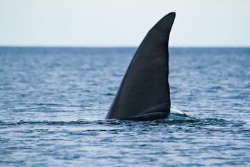 Fototapeta premium A southern right whale tail in Peninsula Valdes, Argentina.