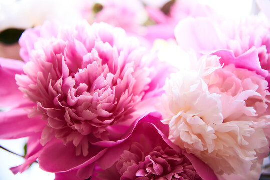 White and pink peonies are in a vase on the table. Large flowers grown on your home lawn