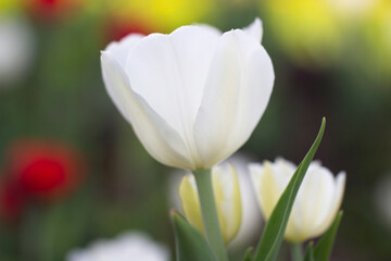 Fototapeta premium Flower white tulip close-up, vertical photo. Spring flower on green flower bed