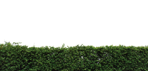 green hedge isolated on white. gardening bush fence background