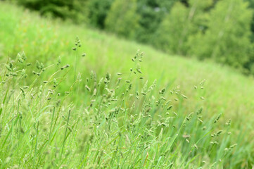 Green grass in a summer meadow closeup. Natural background