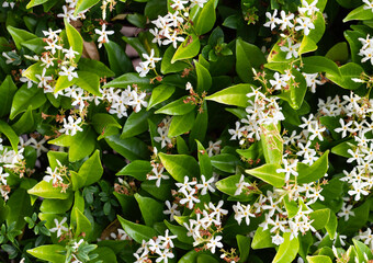 A beautiful white 
