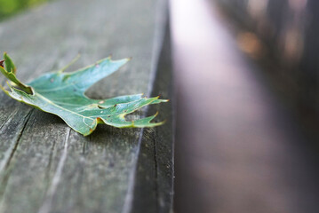 Green leaf of the oak on old wooden surface