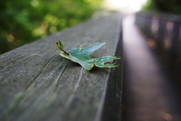 Oak leaf on old wooden railing