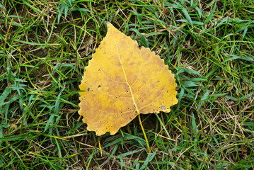 Yellowed Birch Leaf on Green Grass