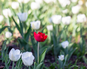 Fototapeta premium red tulip close-up flower. red tulip among white flowers. Blurred background