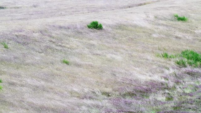 wind blowing the stems and halms stem halm and green grass golden with purple lavender flower.mov