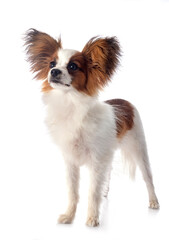 papillon dog in studio