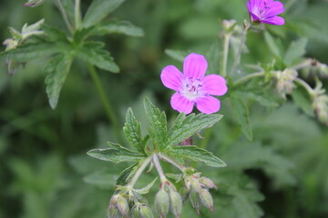 Fleurs de clairière 