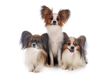 papillon dogs in studio