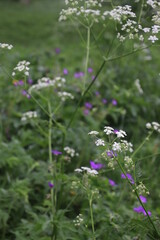 Fleurs de clairière 