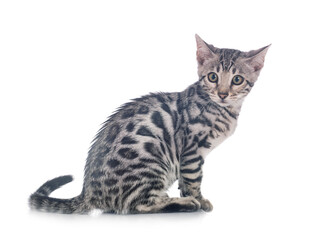bengal kitten in studio