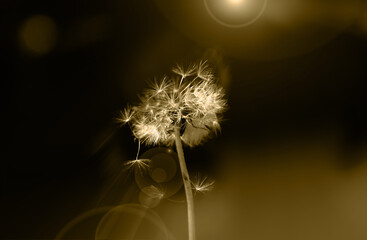 Art photo of dandelion seeds close up on natural blurred background. Summer.Monochrome photography. Sepia.