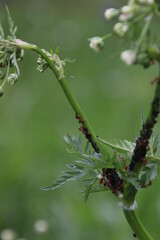 Diner de fourmis