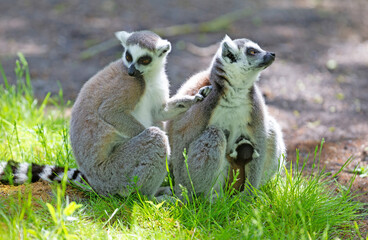 Ring-tailed lemur with a baby