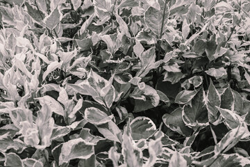 Schwarz Weiß Blätter und Pflanze Abstrakte Nahaufnahme