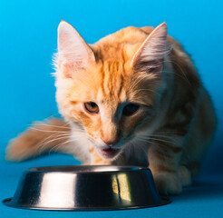 Orange Norwegische Waldkatze auf blauem Studio Hintergrund