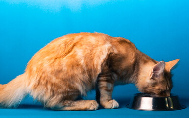 Orange Norwegische Waldkatze auf blauem Studio Hintergrund