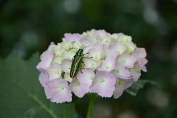 紫陽花にとまっているタマムシ