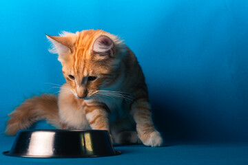 Orange Norwegische Waldkatze auf blauem Studio Hintergrund