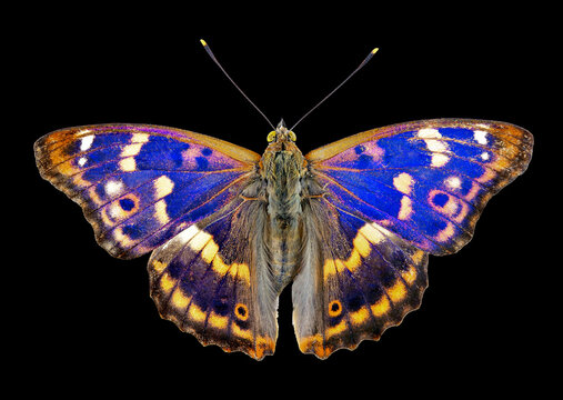 Butterfly isolated on black. Purple emperor butterfly (Apatura iris) isolated on a black background