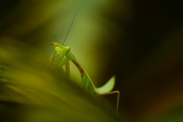 praying mantis on green leaf
