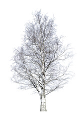 old bare birch isolated on white