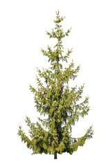 small green isolated fir tree with cones