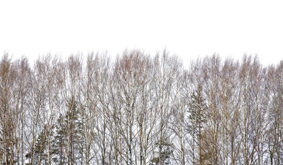 bare birch forest on white