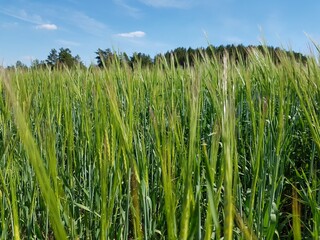 Green rye sprouts in the field