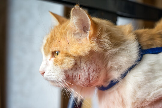 Abscess on the cat&rsquo;s neck. Animals walking on the street are more likely to become infected. Scratches from fighting with other animals lead to inflammation.