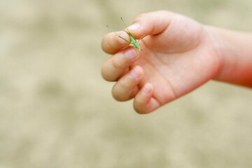 A child holding a Acrida cinerea (grasshopper). 