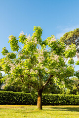 beautiful catapla in bloom in a garden
