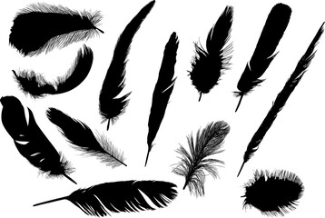 twelve black feathers on white illustration