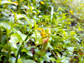 The green mantis is feeding in the morning. In nature