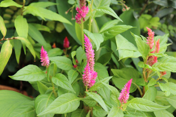 Pink Celosia in the garden.