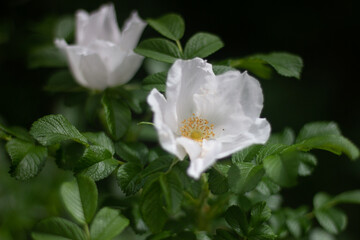 Flowers at Siberia
