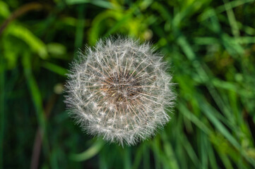 Dandelion seeds