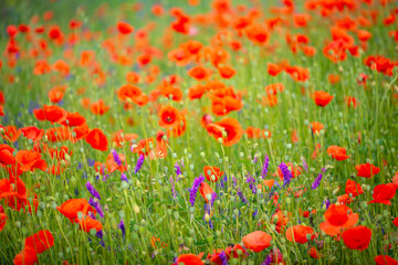 Fototapeta na wymiar gentle red poppies on the plain on a beautiful summer day