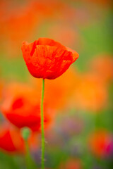 Obraz premium gentle red poppies on the plain on a beautiful summer day